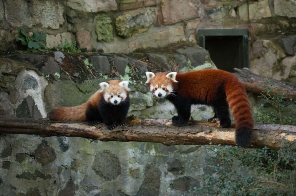 Bandit, Henry Vilas Zoo’s new red panda, makes public debut