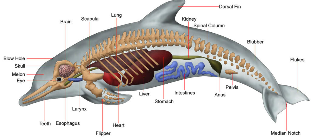 Anatomy of a Dolphin Skull