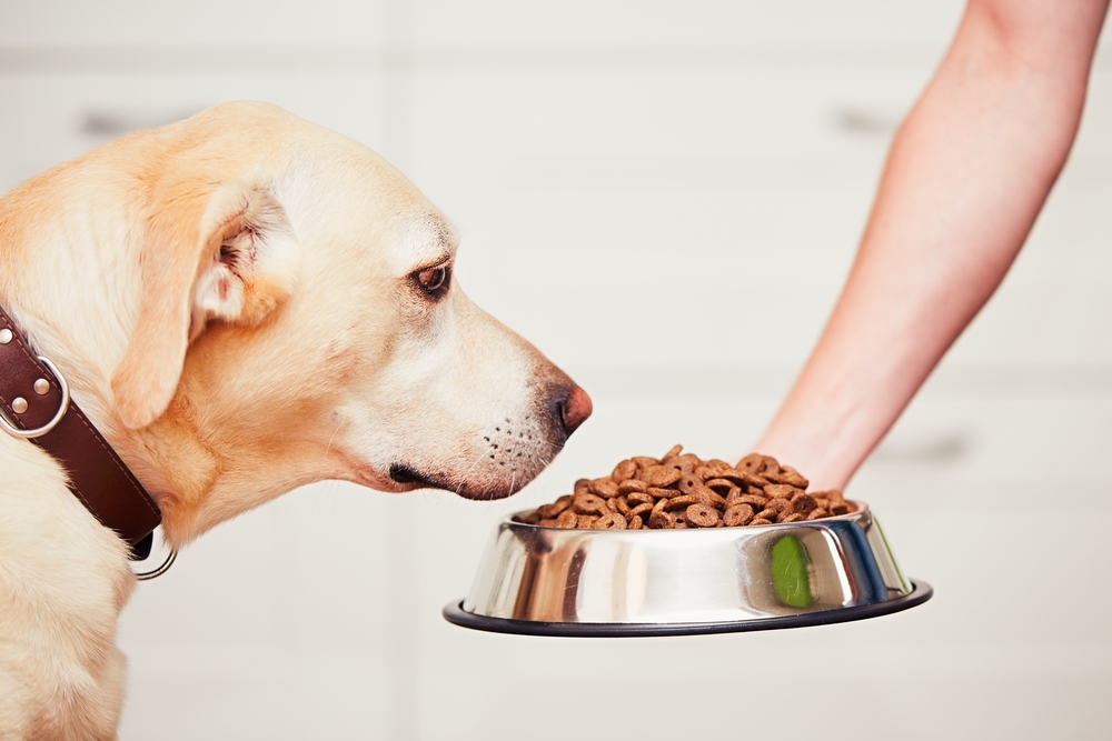 HOW TO START A PET FOOD BUSINESS