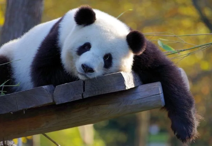 5 Interesting Facts About Pandas