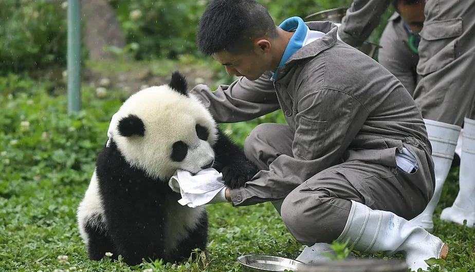 Are Pandas Friendly to Humans?