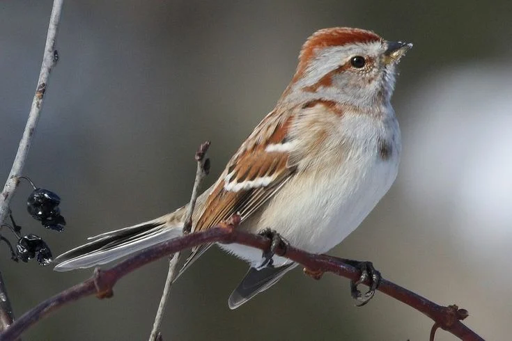 What Type of Bird is a Sparrow