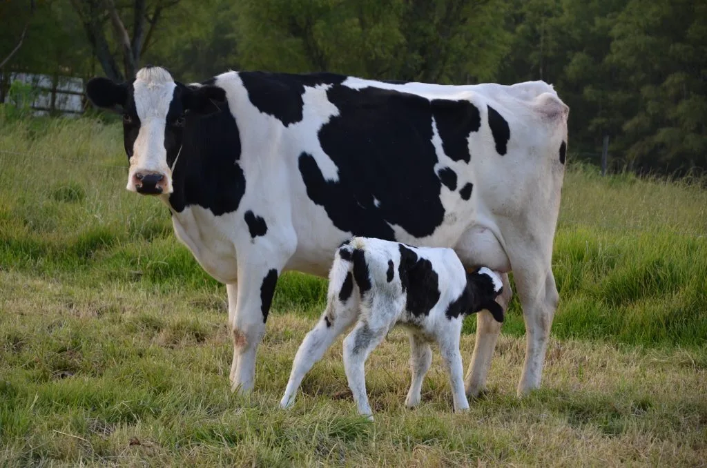 What is the Most Popular Cow in the US