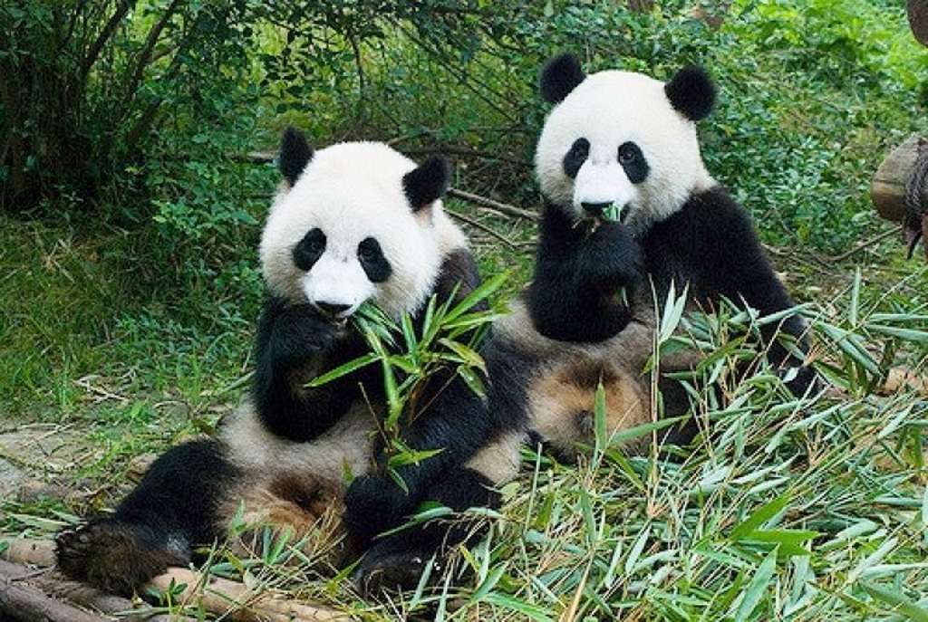 Why Are Giant Pandas So Rare