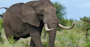 African Elephant Species Now Endangered and Critically Endangered