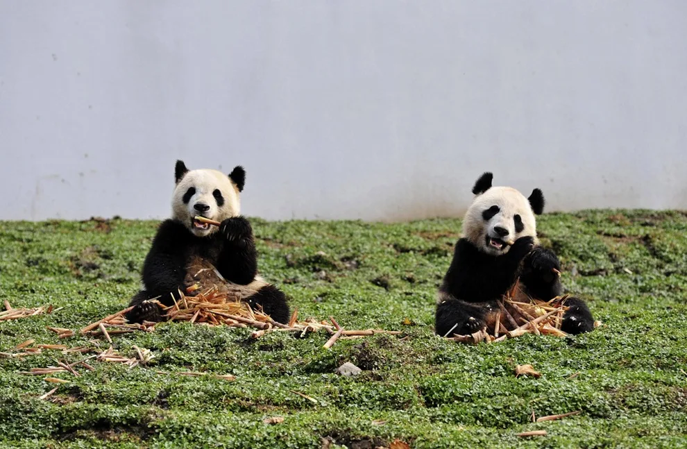 Despite the conservation efforts in China to protect the pandas