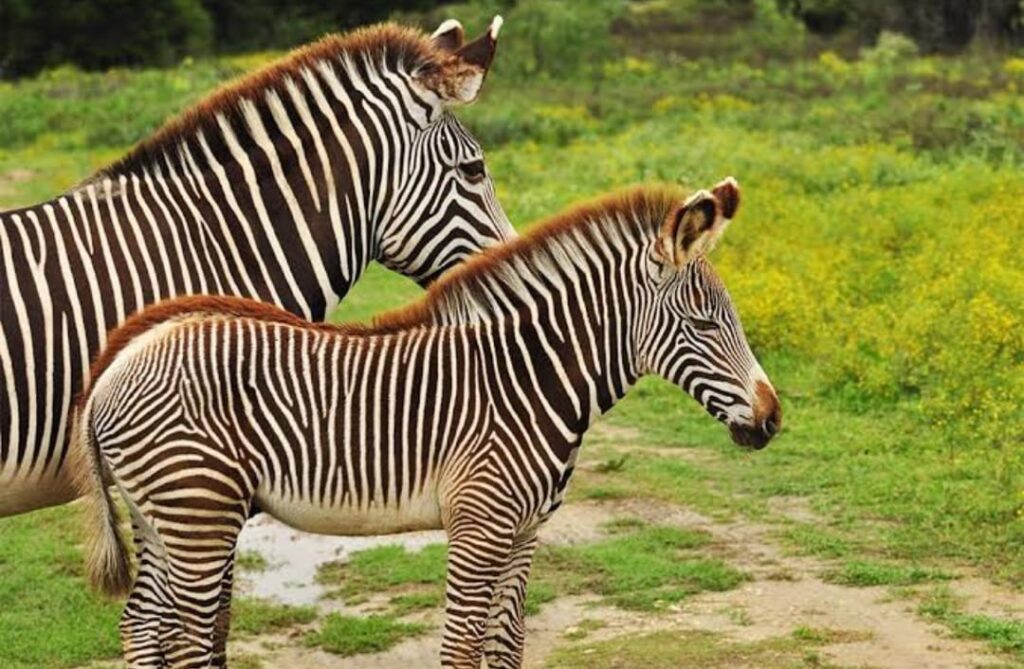  Grevy's zebra is classified as endangered by the International Union for Conservation of Nature
