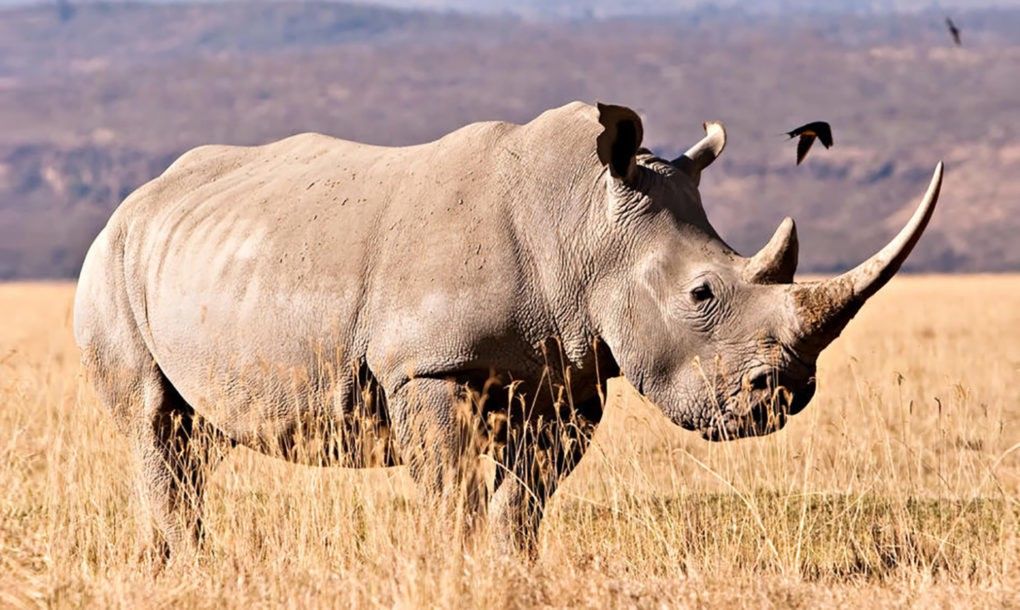 How Many Southern White Rhinos Are Left in 2022