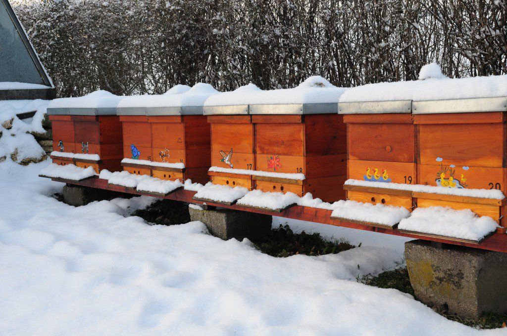 Keep Your Honey Bees Cozy During the Winter