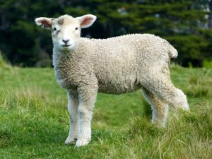 What are the symptoms of magnesium deficiency in sheep