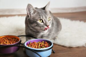 What are the top 5 healthiest cat foods